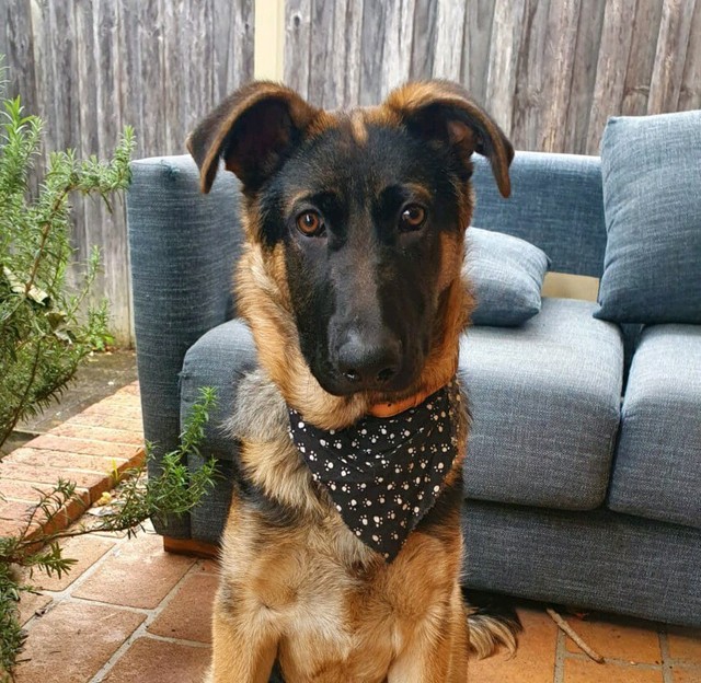 australian shepherd puppies for sale gumtree